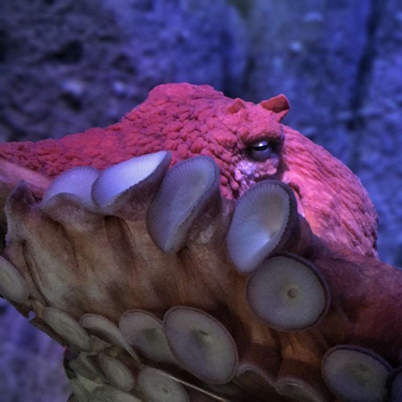 Evil slips under the water. The most terrible sea creatures