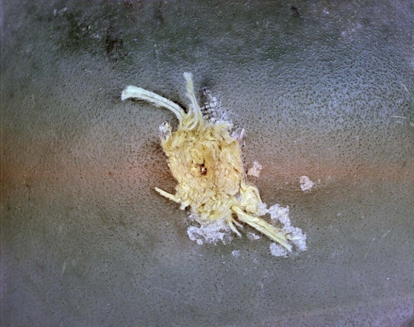 Experimental equipment for the US Army, which was developed in 1970-1990