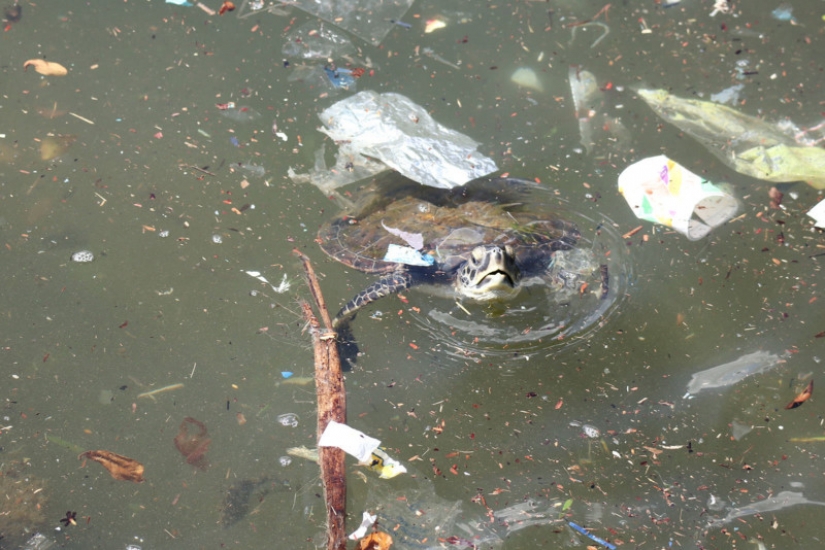 Eye-Opening Photos Show How Plastic Waste is Polluting Our Planet Eye-Opening Photos Show How Plastic Waste is Polluting Our Planet