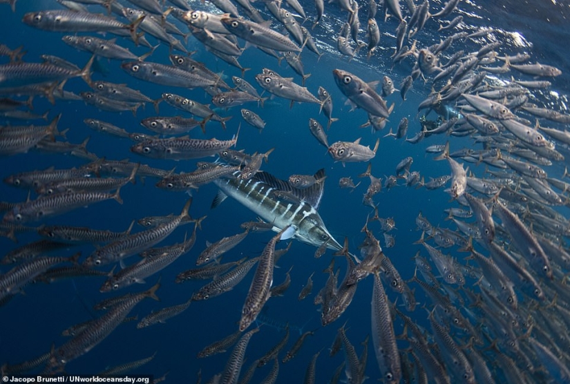 Featured stunning photography winning UN World Oceans Day Photo Contest Featured stunning photography winning UN World Oceans Day Photo Contest