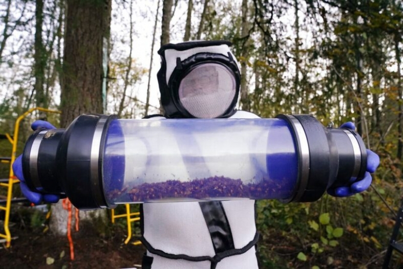 Footage from the operation to destroy the nest of killer hornets in the United States amazed users