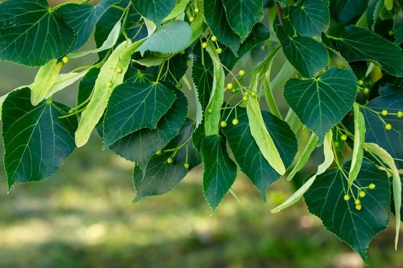 For beauty and health: 5 plants that need to be harvested and dried before the end of summer For beauty and health: 5 plants that need to be harvested and dried before the end of summer