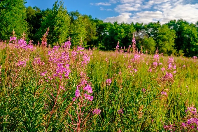For beauty and health: 5 plants that need to be harvested and dried before the end of summer For beauty and health: 5 plants that need to be harvested and dried before the end of summer