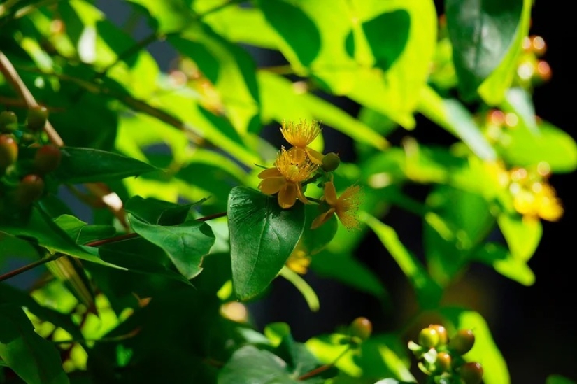 For beauty and health: 5 plants that need to be harvested and dried before the end of summer For beauty and health: 5 plants that need to be harvested and dried before the end of summer