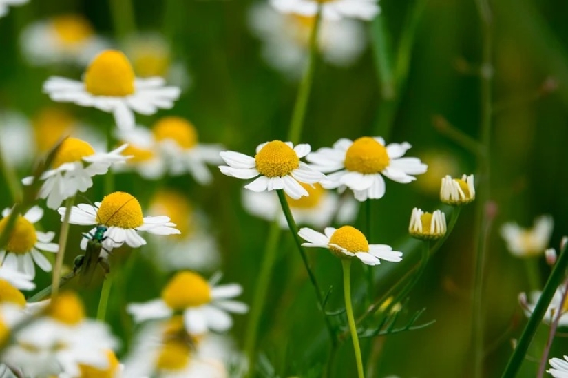 For beauty and health: 5 plants that need to be harvested and dried before the end of summer For beauty and health: 5 plants that need to be harvested and dried before the end of summer