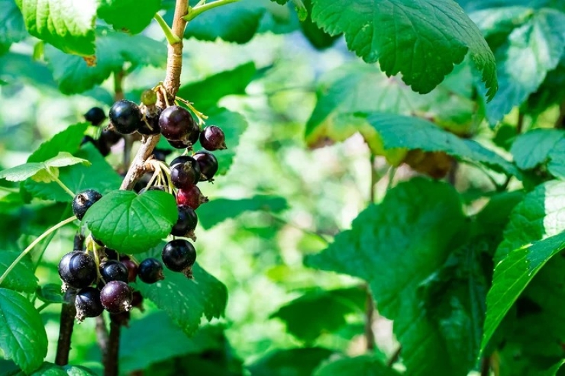For beauty and health: 5 plants that need to be harvested and dried before the end of summer For beauty and health: 5 plants that need to be harvested and dried before the end of summer
