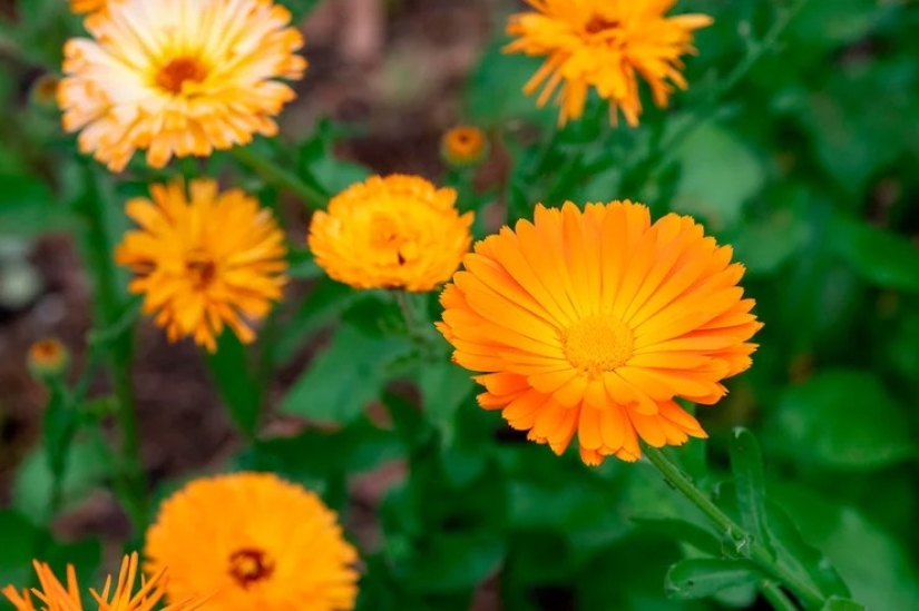 For beauty and health: 5 plants that need to be harvested and dried before the end of summer For beauty and health: 5 plants that need to be harvested and dried before the end of summer