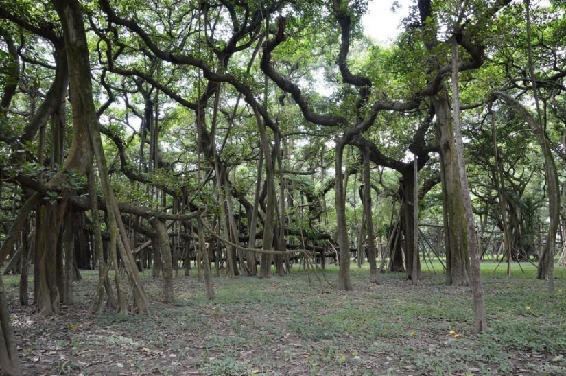 Forest from another planet!