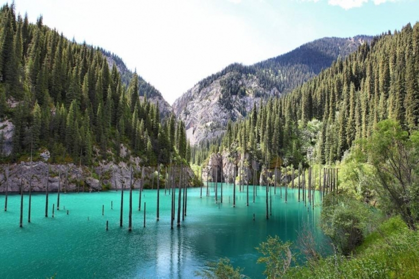 Forest from another planet!
