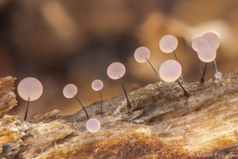 Fotógrafo toma fotografías macro extremas de hongos Fotógrafo toma fotografías macro extremas de hongos
