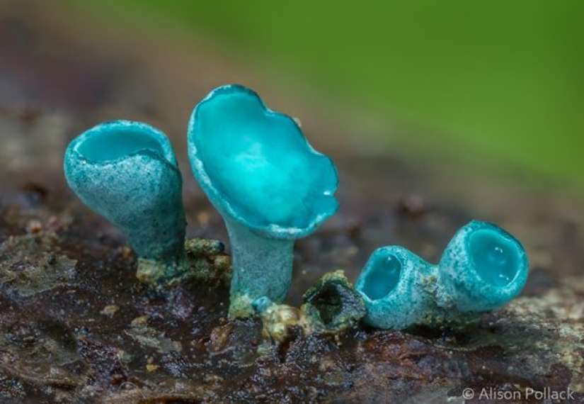 Fotógrafo toma fotografías macro extremas de hongos Fotógrafo toma fotografías macro extremas de hongos