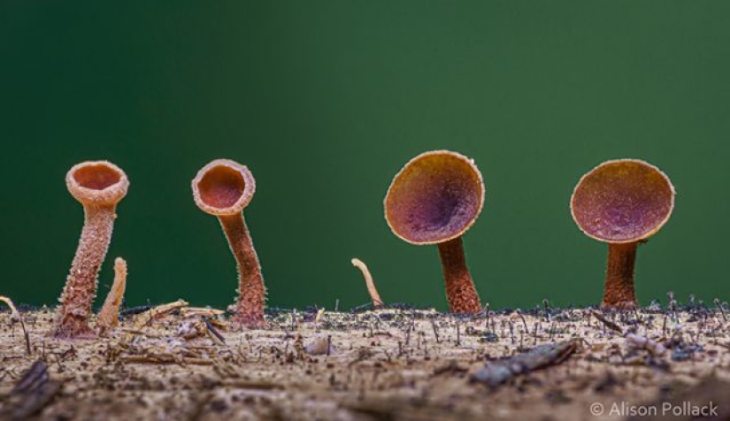 Fotógrafo toma fotografías macro extremas de hongos Fotógrafo toma fotografías macro extremas de hongos