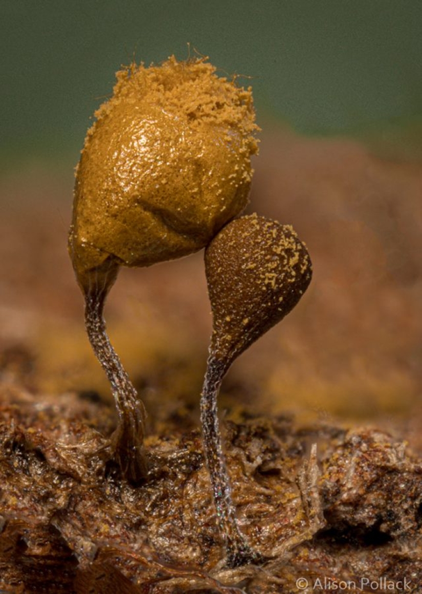 Fotógrafo toma fotografías macro extremas de hongos Fotógrafo toma fotografías macro extremas de hongos