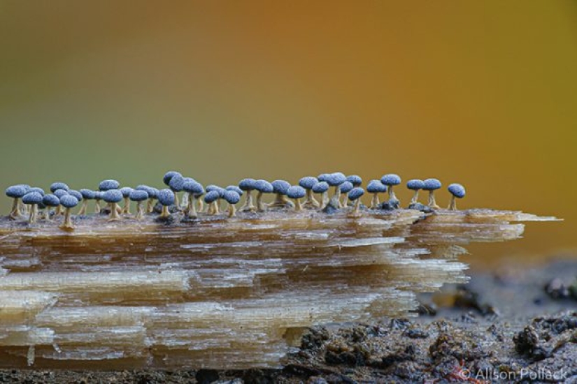 Fotógrafo toma fotografías macro extremas de hongos Fotógrafo toma fotografías macro extremas de hongos