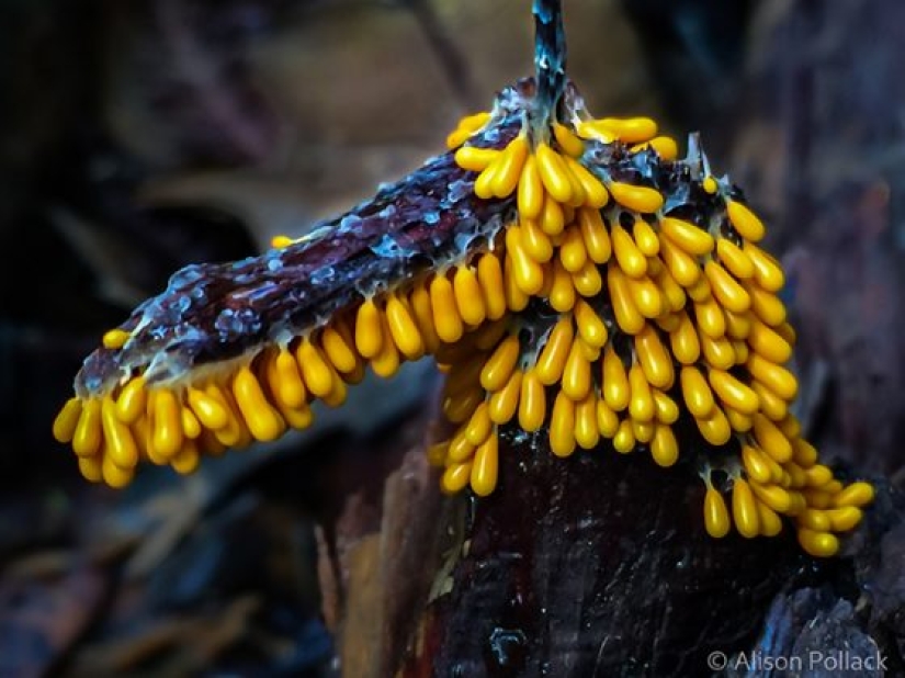 Fotógrafo toma fotografías macro extremas de hongos Fotógrafo toma fotografías macro extremas de hongos