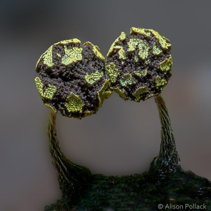 Fotógrafo toma fotografías macro extremas de hongos Fotógrafo toma fotografías macro extremas de hongos