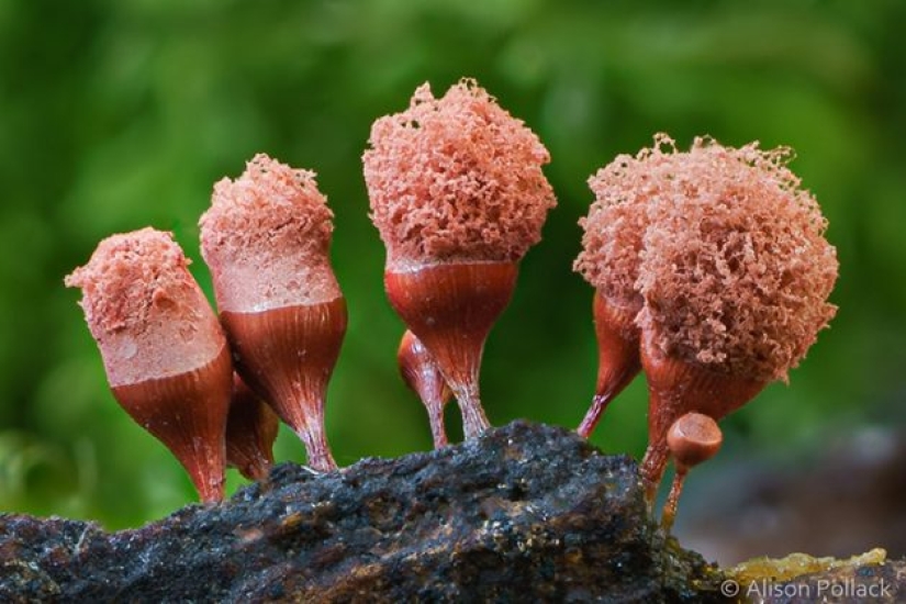 Fotógrafo toma fotografías macro extremas de hongos Fotógrafo toma fotografías macro extremas de hongos