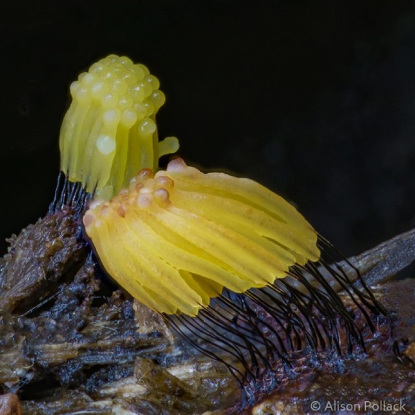 Fotógrafo toma fotografías macro extremas de hongos Fotógrafo toma fotografías macro extremas de hongos