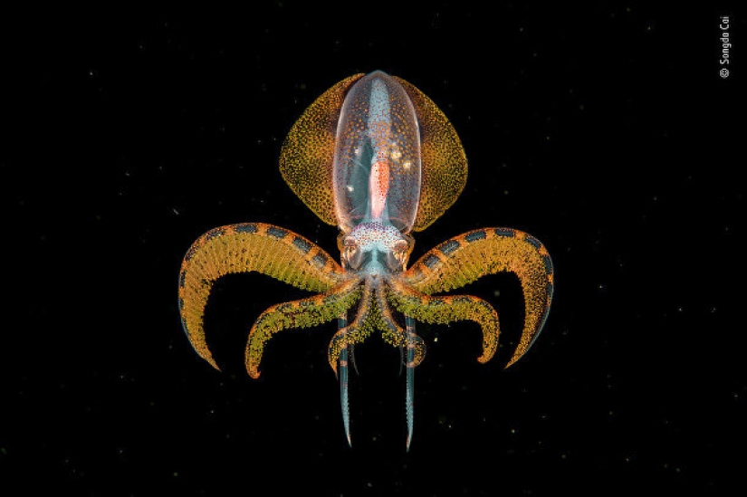 Foto de un ruso que recibió el Gran Premio, y otros finalistas del concurso Wildlife Photographer of the Year 2020