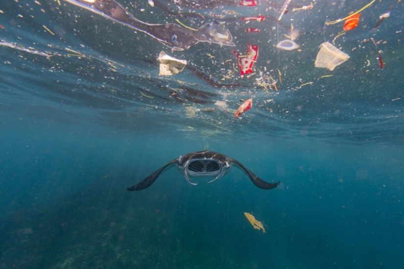 Fotos reveladoras muestran cómo los desechos plásticos están contaminando nuestro planeta Fotos reveladoras muestran cómo los desechos plásticos están contaminando nuestro planeta