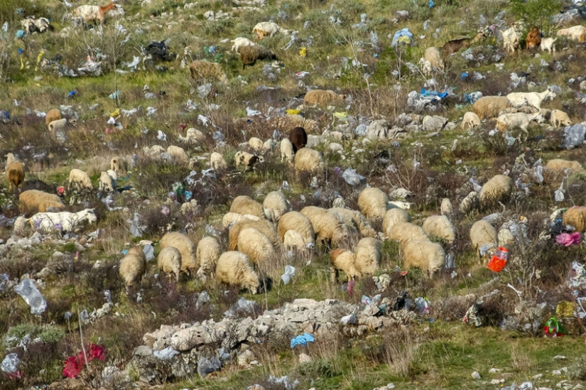 Fotos reveladoras muestran cómo los desechos plásticos están contaminando nuestro planeta Fotos reveladoras muestran cómo los desechos plásticos están contaminando nuestro planeta