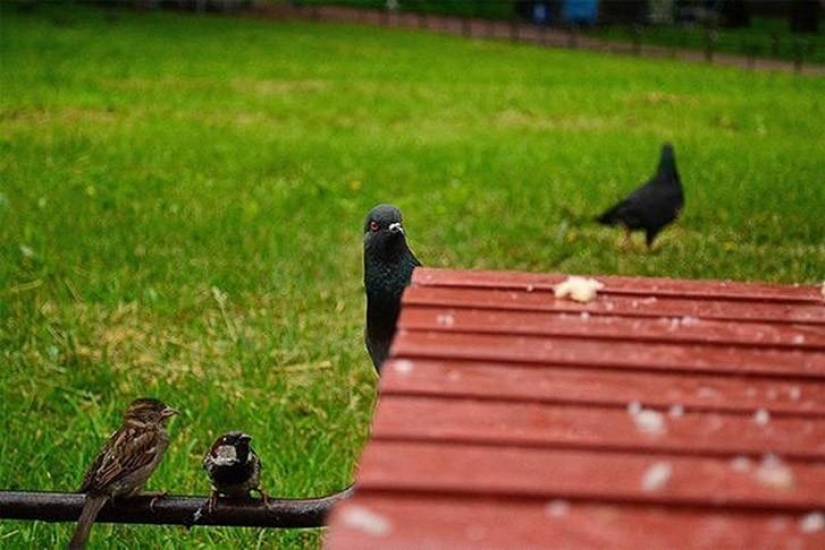 Funny mini-story about a pigeon who "snapped" his happiness