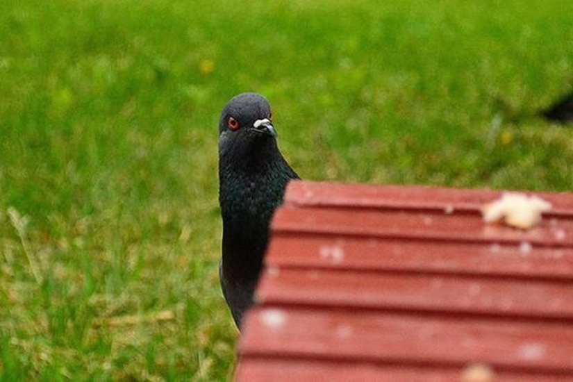 Funny mini-story about a pigeon who "snapped" his happiness