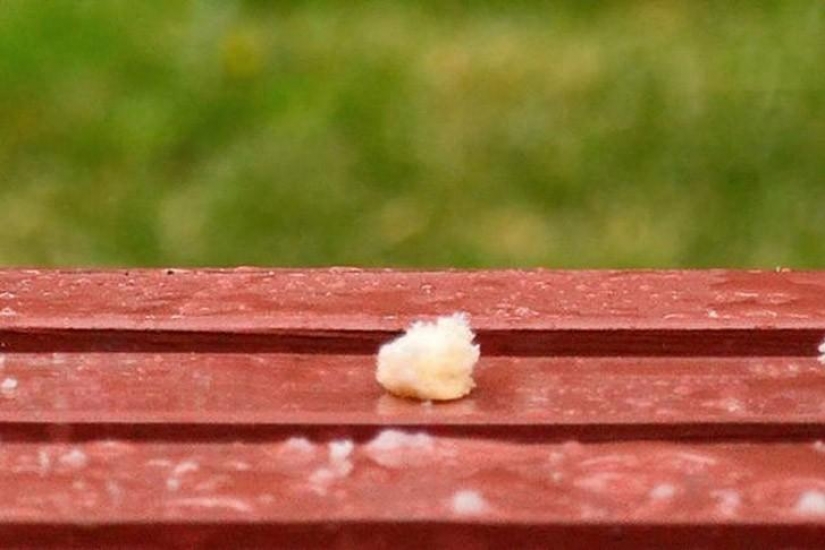 Funny mini-story about a pigeon who "snapped" his happiness
