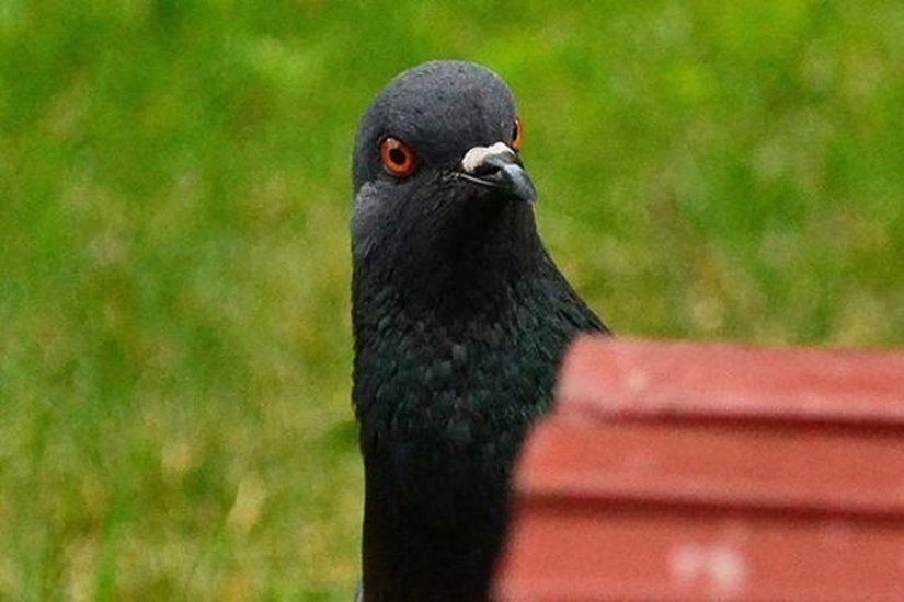 Funny mini-story about a pigeon who "snapped" his happiness