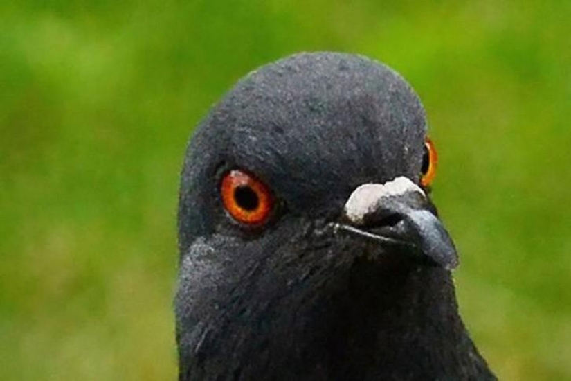 Funny mini-story about a pigeon who "snapped" his happiness