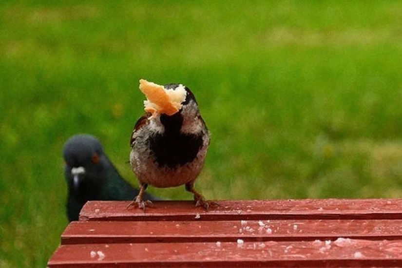 Funny mini-story about a pigeon who "snapped" his happiness