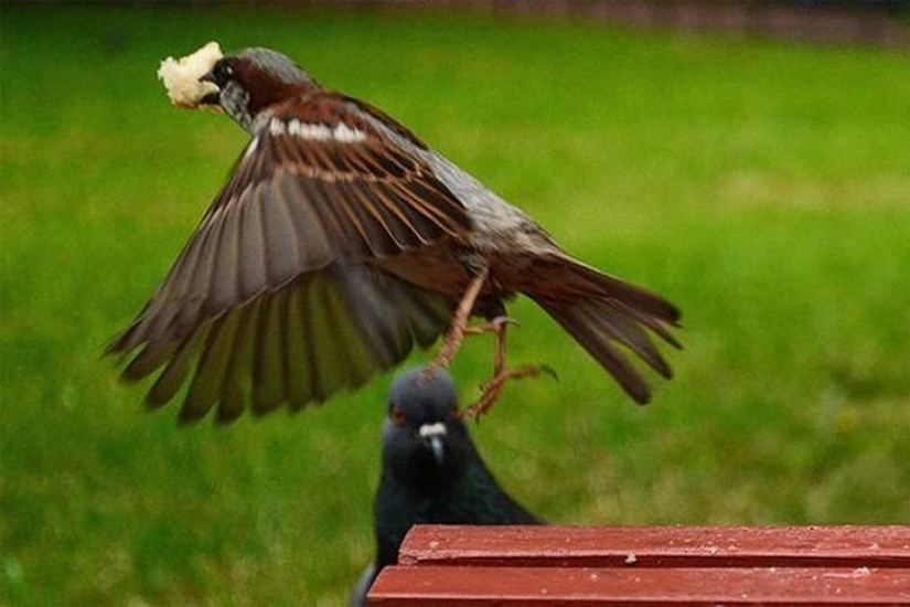 Funny mini-story about a pigeon who "snapped" his happiness