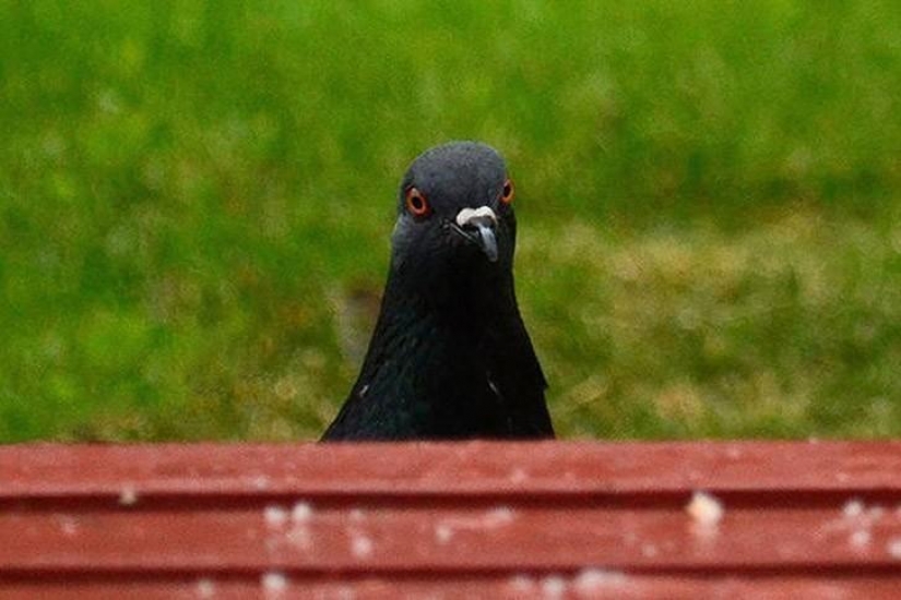 Funny mini-story about a pigeon who "snapped" his happiness