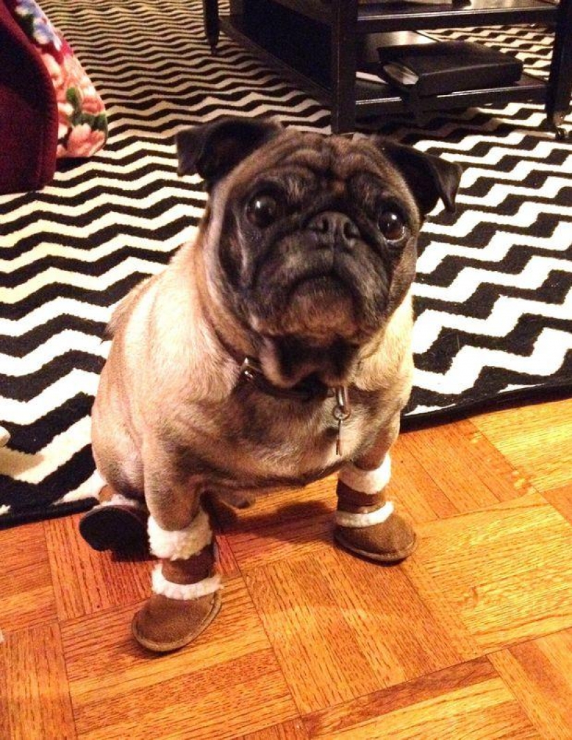 Funny pugs — masters of disguise