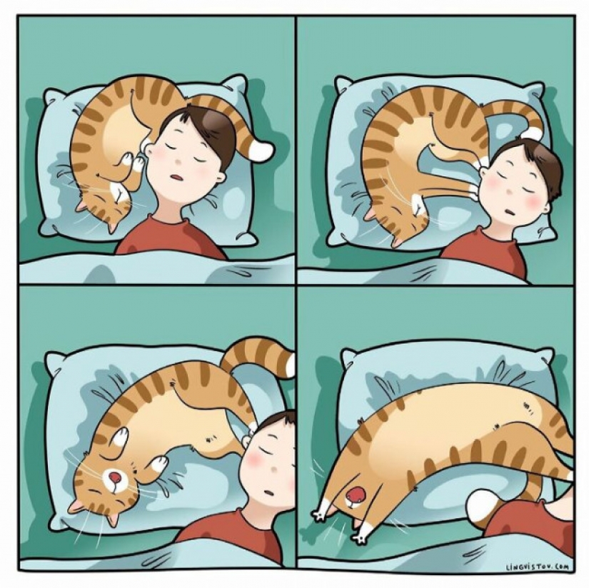 Gato comics Lingvistov, o Cómo Lirio del Valle Akhmetzyanova se convirtió en un ilustrador