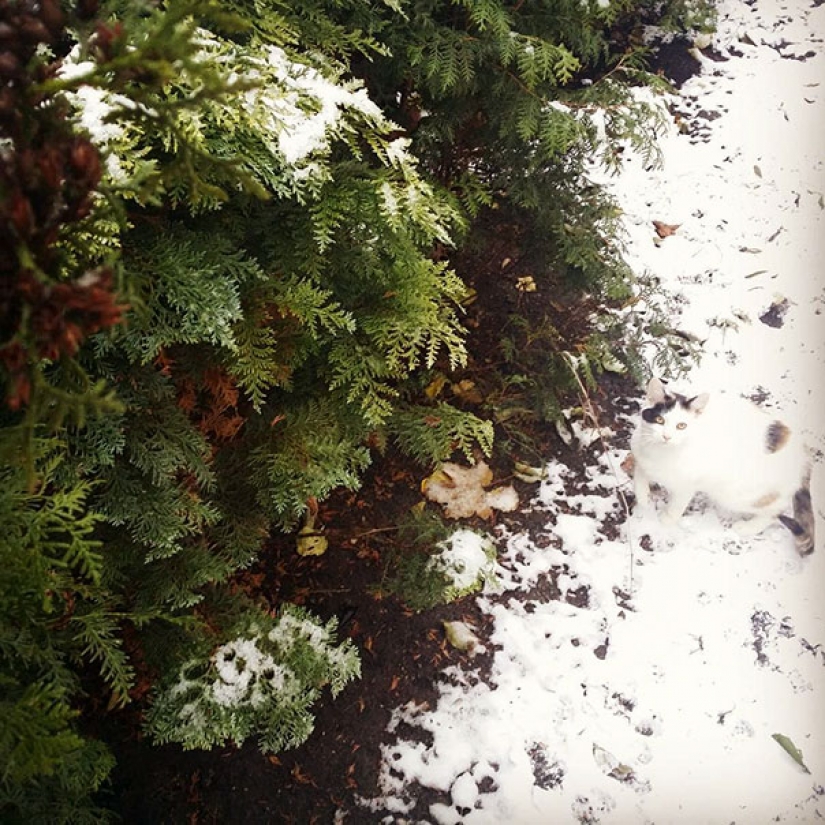 Gatos que se disfrazan perfectamente