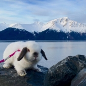 Girl travels with decorative rabbit Girl travels with decorative rabbit