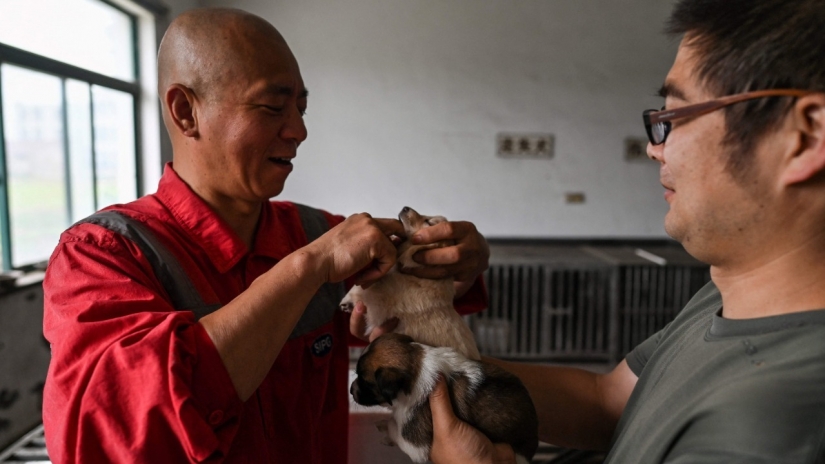 Good mission: a monk from Shanghai takes care of 8,000 homeless animals