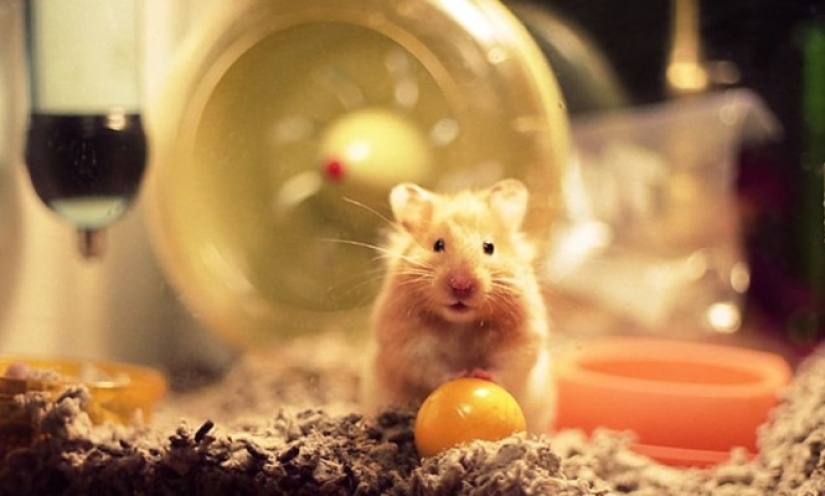Hamsters turned out to be lovers of strong booze and at the same time never get drunk