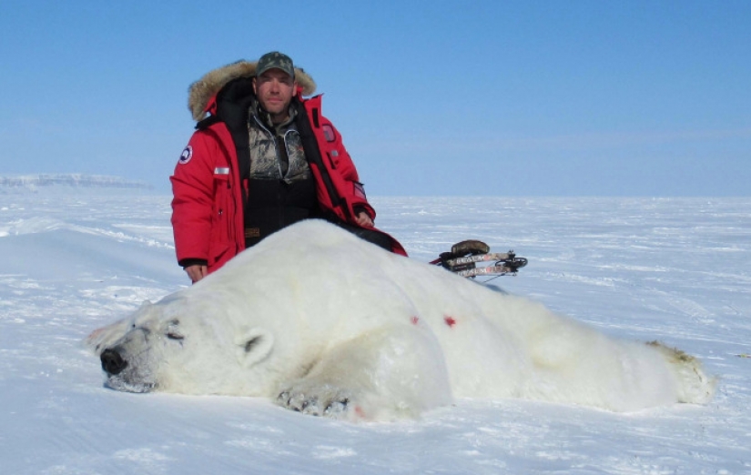 He died for more than a day: an American shot a lion with a bow in the reserve for 2 million