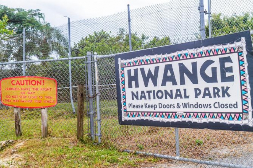 He died for more than a day: an American shot a lion with a bow in the reserve for 2 million