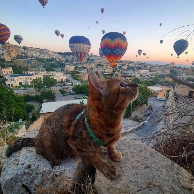 How a cat and her man circumnavigate the world on a bike How a cat and her man circumnavigate the world on a bike