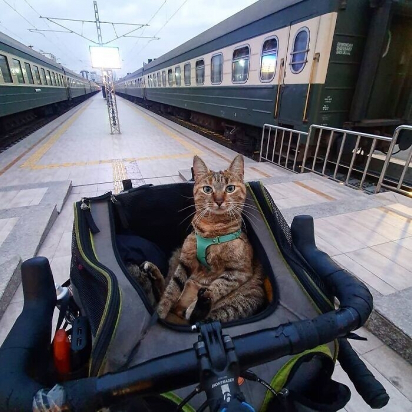 How a cat and her man circumnavigate the world on a bike How a cat and her man circumnavigate the world on a bike