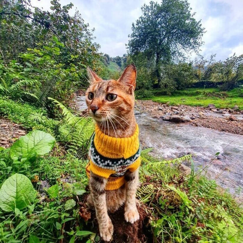 How a cat and her man circumnavigate the world on a bike How a cat and her man circumnavigate the world on a bike