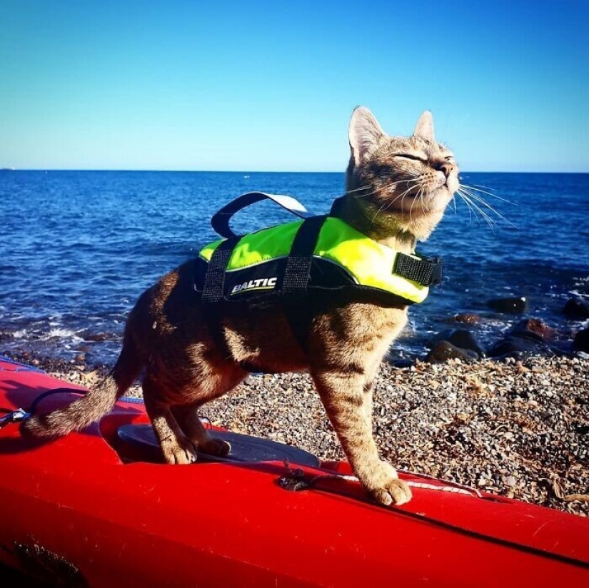 How a cat and her man circumnavigate the world on a bike How a cat and her man circumnavigate the world on a bike