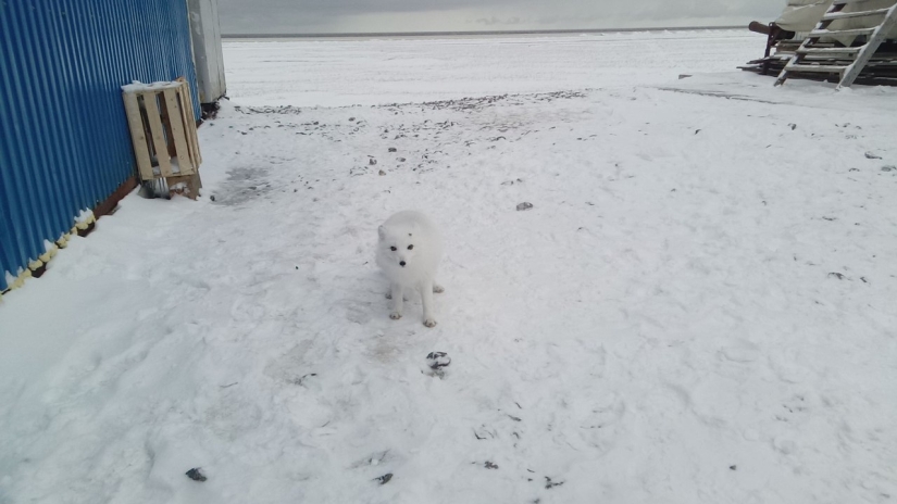 How does the closed shift settlement Sabetta live in the Far North How does the closed shift settlement Sabetta live in the Far North