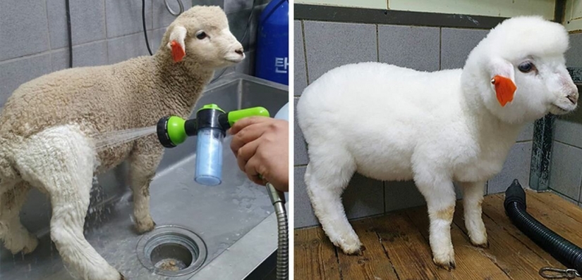 How does the unique cafés in Seoul, where you can drink coffee with white fluffy sheep