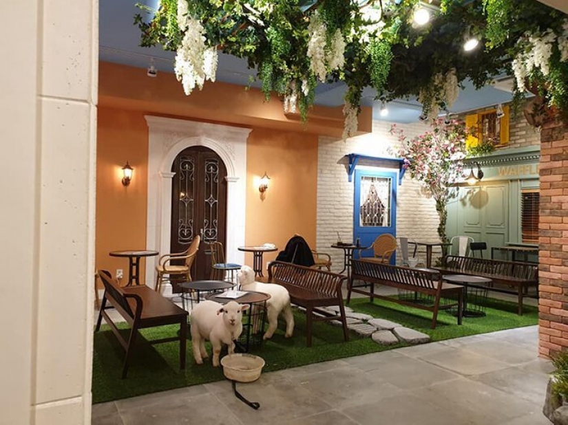 How does the unique cafés in Seoul, where you can drink coffee with white fluffy sheep How does the unique cafés in Seoul, where you can drink coffee with white fluffy sheep