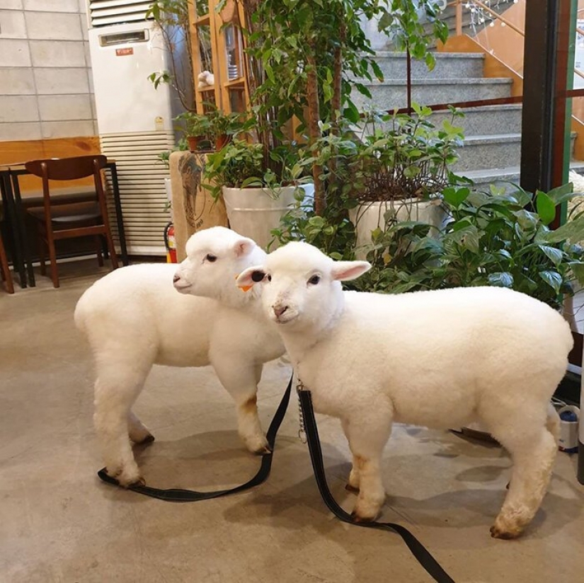 How does the unique cafés in Seoul, where you can drink coffee with white fluffy sheep How does the unique cafés in Seoul, where you can drink coffee with white fluffy sheep