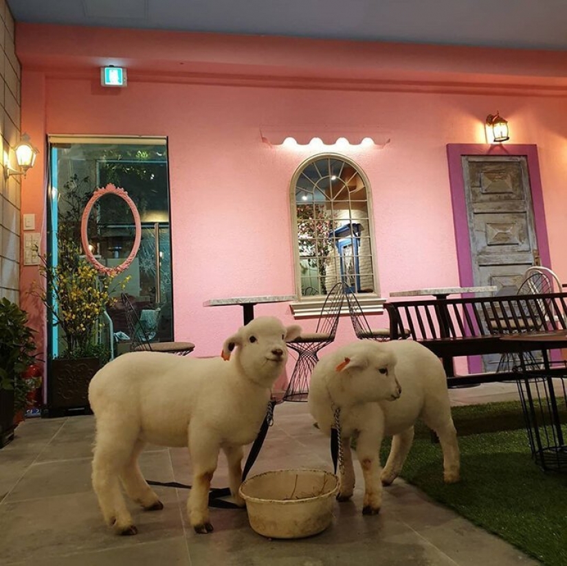 How does the unique cafés in Seoul, where you can drink coffee with white fluffy sheep How does the unique cafés in Seoul, where you can drink coffee with white fluffy sheep